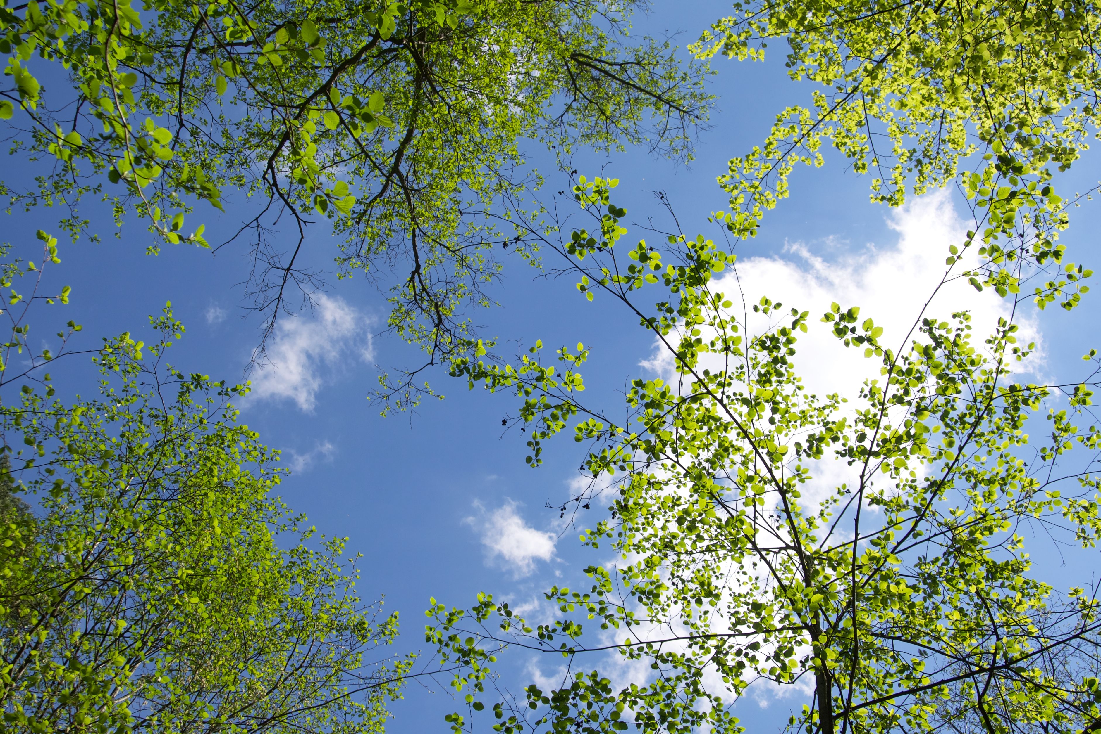 Blue sky and fresh green tree canopies